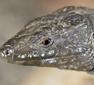 Lucertola atlantica (Gallotia atlantica) Atlantic Lizard, Fuerteventura