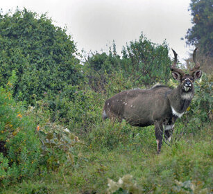 maschio di Nyala di montagna, Tragelaphus buxtoni male Mountain Nyala, Dinsho forest