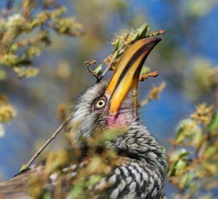 Bucero beccogiallo meridionale (Tockus leucomelas) Southern Yellow-billed Hornbill, Kruger NP