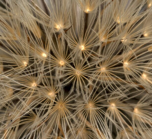 Tarassaco (Taraxacum officinale), Dandelion