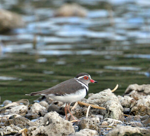 Corriere dai tre anelli (Charadrius tricollaris) Three-banded Plover, lago Awasa, lake Awasa