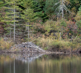 Beaver's den lake à Sam, Mauricie NP