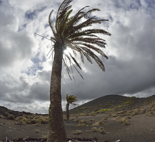 palme, palms Lanzarote