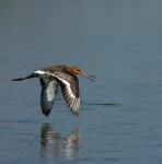 Pittima reale (Limosa limosa), Black-tailed Godwit Racconigi (Cn)