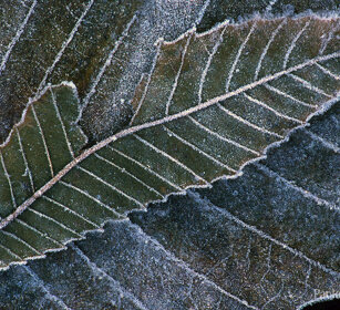 Foglie brinate, leaves covered with frost Frossasco (To), Piemonte