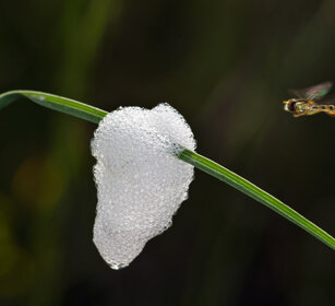Sirfide in volo su nido di Sputacchina Syrphidae in flight over a foam nest