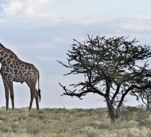 Giraffa sudafricana (Giraffa g. g.) Southern Giraffe, Etosha NP