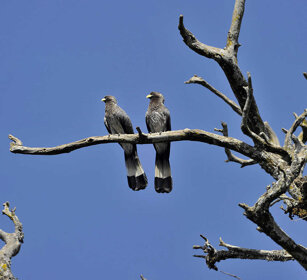 Turachi grigi (Crinifer zonurus), Eastern Greys montagne del Simien, Simien mountains