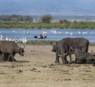 Bufali africani (Syncerus caffer) African Buffalos lago Manyara, lake Manyara