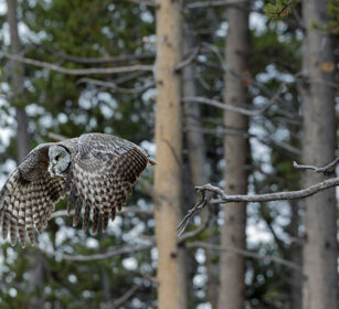 Allocco di Lapponia (Strix nebulosa) PN di Yellowstone, Yellowstone NP