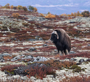Bue muschiato (Ovibos moschatus), Muskox parco nazionale di Dovrefjell, Dovrefjell NP