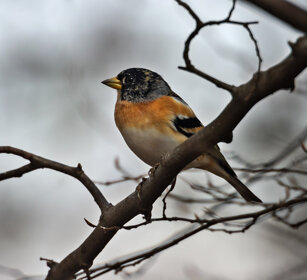 Peppola (Fringilla montifringilla), Brambling Racconigi (Cn)