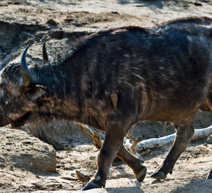 Bufalo africano (Syncerus caffer) African Buffalo, Kruger NP