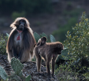 Gelada, Gelada Baboons Debre Libanos