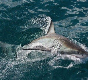 Squalo bianco (Carcharodon carcharias) Great White Shark