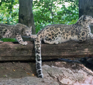 Leopardi delle nevi, Snow Leopards