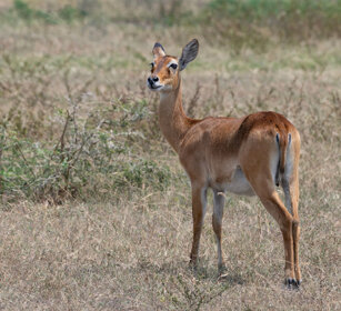 Cobo ugandese Uganda