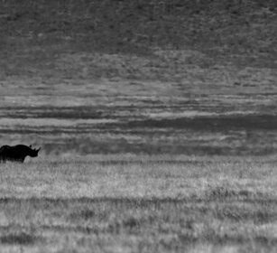 Rinoceronte, Rhino, Ngorongoro