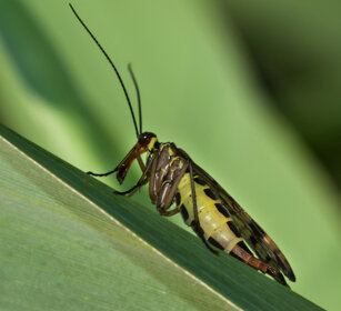 Mosca scorpione f. (Panorpa communis) female Scorpionfly