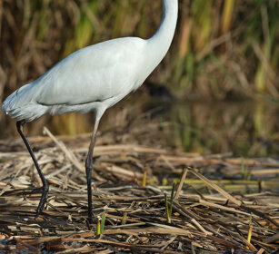 Airone bianco maggiore (Egretta alba) Great White Egret, Racconigi, Italy