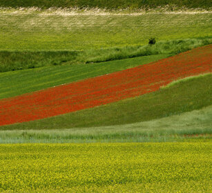 campagna, country Castelluccio di Norcia (Pg)