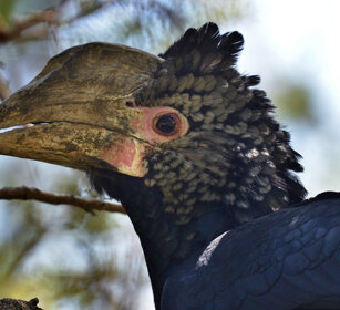 Bucero guanceargentate (Bycanistes brevis) Sylvery-cheeked Hornbill, lago Awasa, lake Awasa