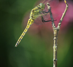 libellula, dragonfly Piemonte, Piedmont