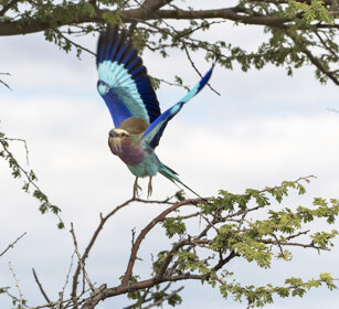 Ghiandaia marina pettolilla (Coracias caudatus) Lilac-breasted Roller, Etosha NP