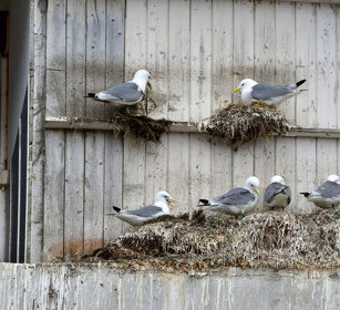 Gabbiani, Kittiwakes Norvegia, Norway, Varanger