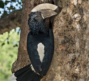 Bucero guanceargentate (Bycanistes brevis) Sylvery-cheeked Hornbill, lago Awasa, lake Awasa