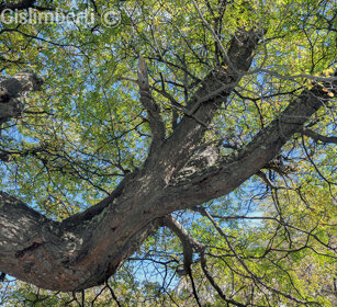 Faggi australi (Nothofagus sp.) PN Los Glaciares, Argentina
