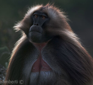 maschio di Gelada, male Gelada Baboon Debre Libanos
