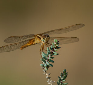 Crocothemys erythraea f., f. Common Scarlet-darter Camargue