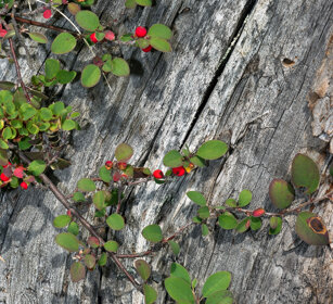 Cotoneaster frigidus, Tree Cotoneaster