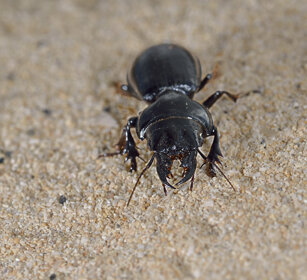 Carabide maschio (Scarites buparius) male Ground Beetle coleopter, Fuerteventura