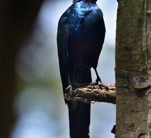 Storno blu maggiore, lago Awasa, lake Awasa Greater Blue-eared Glossy-Starling, Lamprotornis chalybaes