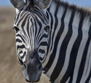 Zebra di Burchell (Equus quagga burchellii) Burchell's Zebra, Etosha NP