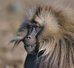 maschio di Gelada, male Gelada Baboon Simien mountains