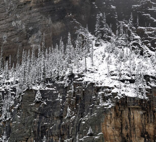 Pines, Banff NP