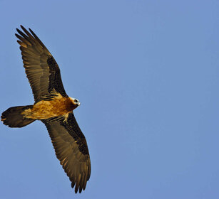 Gipeto (Gypaetus barbatus), Lammergeier Simien mountains
