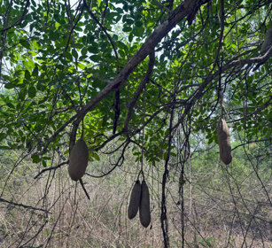 albero dei salami (Kigelia innata), sausage tree Nagarhole NP, Karnataka