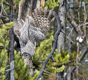 Allocco di Lapponia (Strix nebulosa) Great Grey Owl, PN di Yellowstone, Yellowstone NP