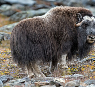 Bue muschiato (Ovibos moschatus), Muskox parco nazionale di Dovrefjell, Dovrefjell NP