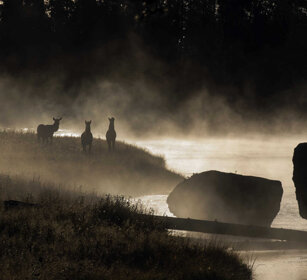 femmine di Wapiti, females Wapiti fiume Madison, Madison river, Yellowstone