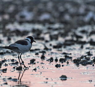 Pavoncella armata (Vanellus armatus) Blacksmith Lapwing Plover, lake Natron