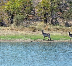 Cobi dall'ellisse (Kobus ellipsiprymnus) Waterbucks, PN Kruger, Kruger NP