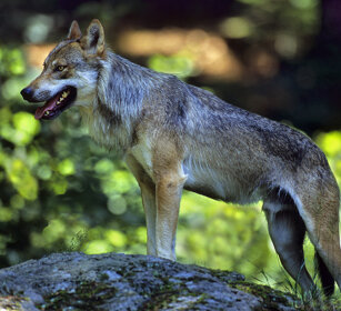 Lupo (Canis lupus), Wolf Bayerischerwald NP