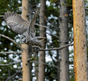 Allocco di Lapponia (Strix nebulosa) Great Grey Owl, PN di Yellowstone, Yellowstone NP
