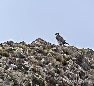 Falco lanario (Falco biarmicus), Lanner Falcon Sanetti plateau