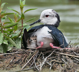 Cavaliere d'Italia (Himantopus himantopus) Black-winged Stilts, Racconigi (Cn)